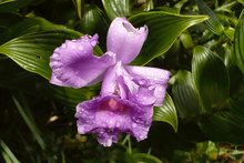 Flower in the National Park Rincon de la Vieja, Costa Rica