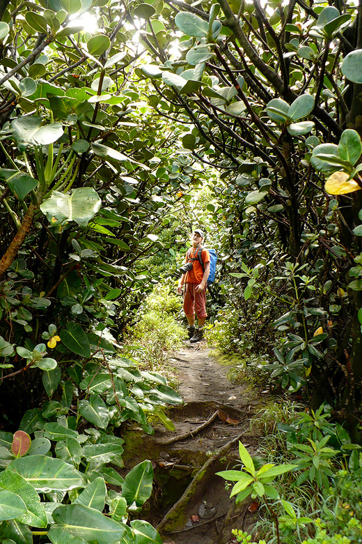 In the vegetation of National Park Rincon de la Vieja, Costa Rica