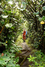 In the vegetation of National Park Rincon de la Vieja, Costa Rica