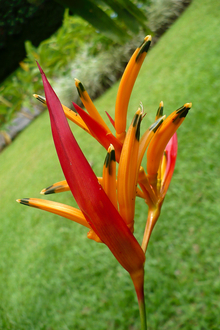 Flower in the garden below Volcan Arenal
