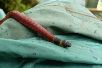 Snake in the jungle of Volcan Arenal