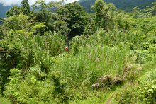 Kybi gliding into the vegetation, Volcan Arenal, Costa Rica