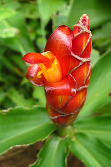 Flower in the Arenal area, Costa Rica