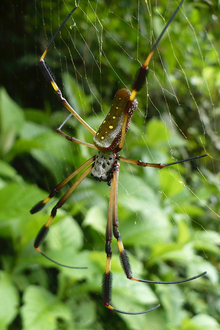 Big spider