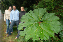 Big leaf, Volcan Poas, Costa Rica