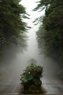 Path to the crater of Volcan Poas, Costa Rica