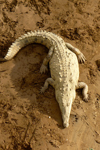 Relaxing crocodile, Costa Rica