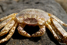 Crab, Costa Rica