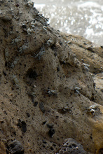 Many crabs, Costa Rica