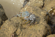 Pacific crab, Costa Rica
