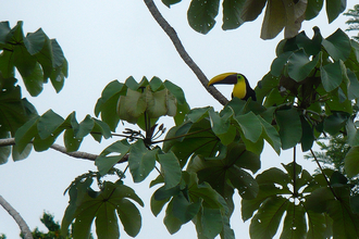 Chestnut-mandibled Toucan, Costa Rica
