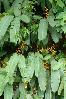 Strelicie near the road everywhere in Costa Rica